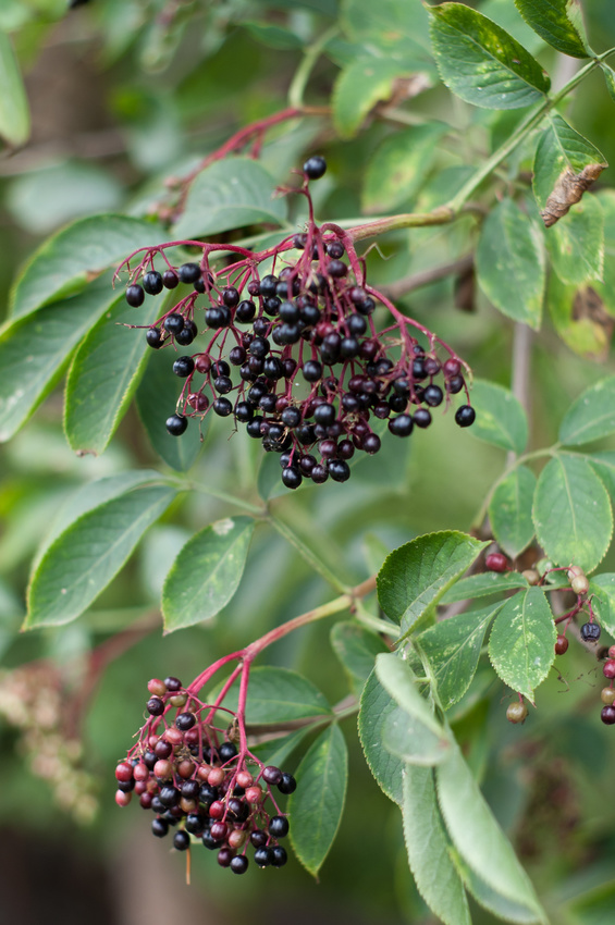 czarny bez