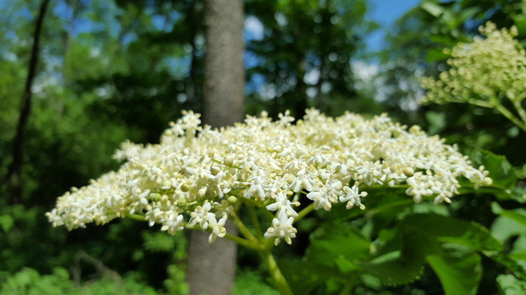 czarny bez