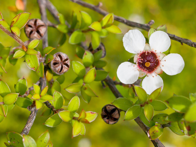kwiat manuka