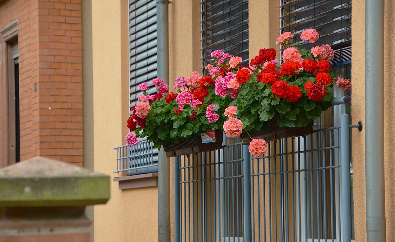 pelargonie na balkonie
