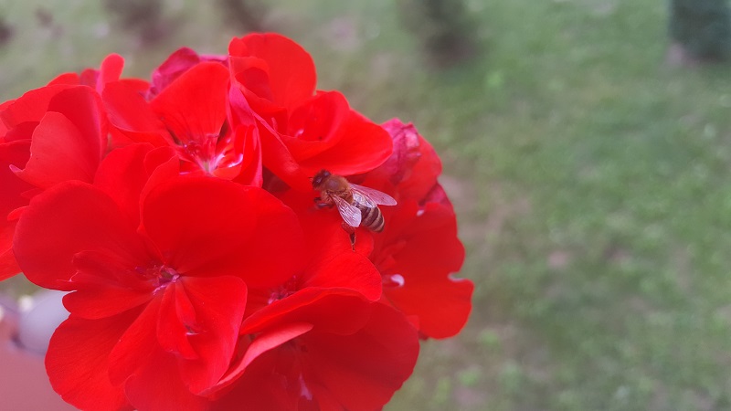 pszczoła na pelargonii